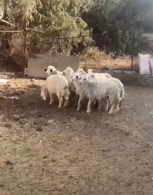 عشر طليان حريه للبيع