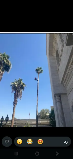 نقل نخل تنظيف نخل أزاله قلع نخل قشع جث