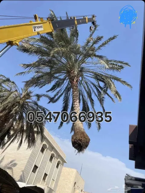 تنظيف تقليم تكريب نخل قشع قلع نخل نقل