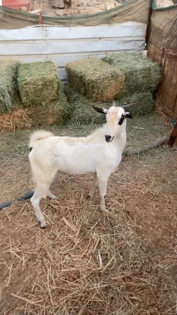 للبيع تيس بيشي