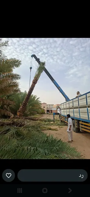 صيانة نخل الحدائق والاستراحات والقصور قص جريد نخل