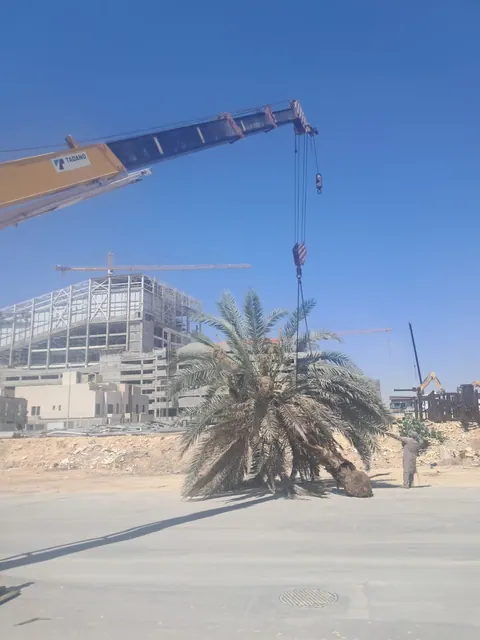 قلع قشع نخيل ميت رافعه نقل نخل تنظيف نخل