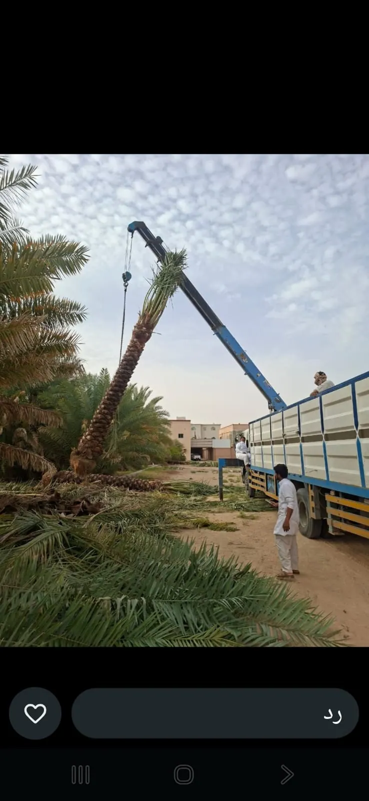 صيانة نخل الحدائق والاستراحات والقصور قص جريد نخل في بوابة البيع و الشراء