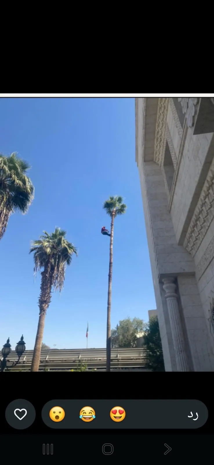 نقل نخل تنظيف نخل أزاله قلع نخل قشع جث في بوابة البيع و الشراء