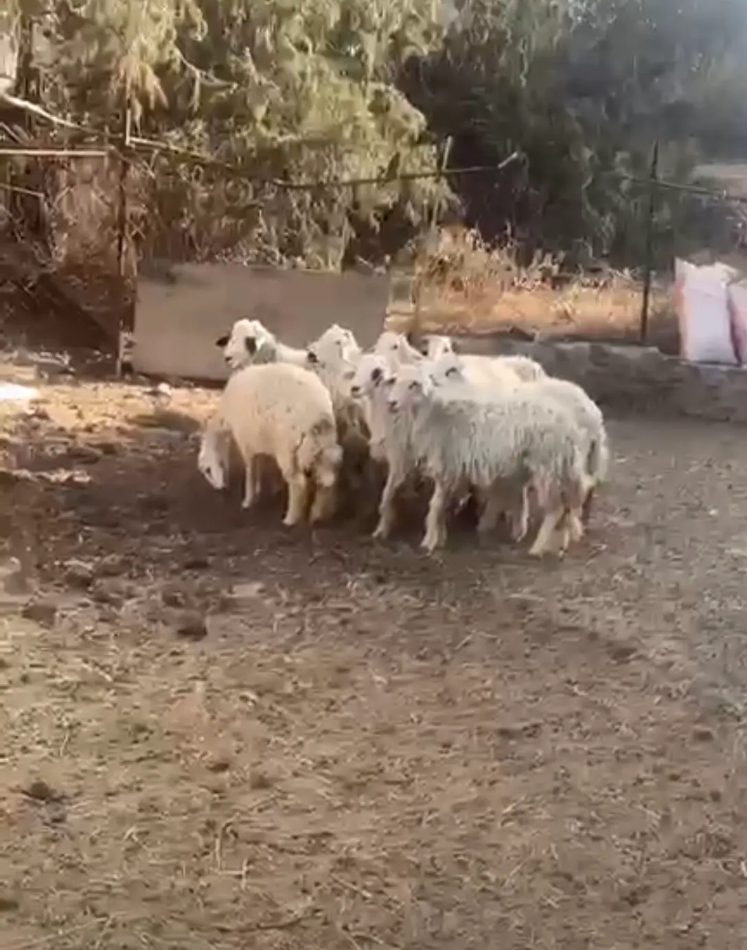 عشر طليان حريه للبيع في بوابة البيع و الشراء